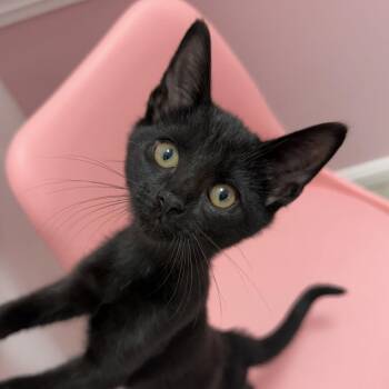 Skittles -  Domestic Short Hair Cat for Adoption in Dayton, Ohio - Skittles | PetCurious