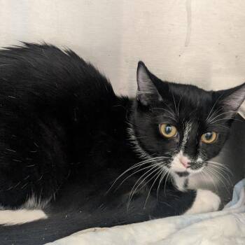 Thing#1 -  Domestic Short Hair Cat for Adoption in Sand Springs, Oklahoma - Thing#1 | PetCurious