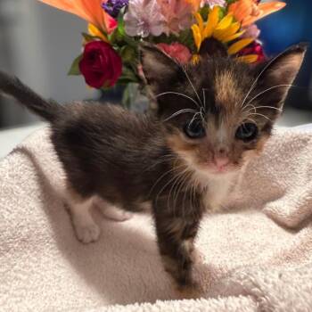 Zora -  Domestic Short Hair Cat for Adoption in Westminster, California - Zora | PetCurious
