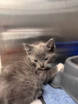 Rescue Domestic Medium Hair Cats for Adoption in Danielsville, Georgia - Regina | PetCurious