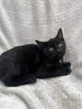 Rescue Domestic Medium Hair Cats for Adoption in Warrenton, North Carolina - HOLLIE | PetCurious