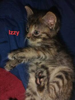 Tabby Cats Available for Adoption - Izzy - Waldo Litter | PetCurious