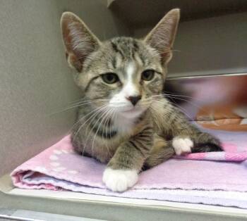 ROQUEFORT -  Tiger Cat for Adoption in Delhi, New York - ROQUEFORT | PetCurious