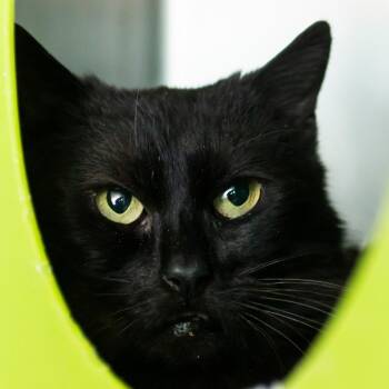 Domestic Short Hair Cats Available for Adoption in Middletown, Rhode Island - Topaz | PetCurious