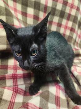 Rescue Domestic Long Hair Cats for Adoption in Rancho Cucamonga, California - ASH | PetCurious