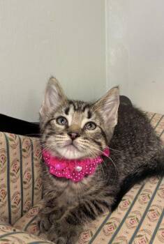 Bluegill -  Domestic Short Hair Cat for Adoption in Picayune, Mississippi - Bluegill | PetCurious