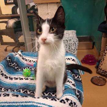 Ebee -  Domestic Short Hair Cat for Adoption in Hudson, New York - Ebee | PetCurious