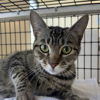 Molly -  Domestic Short Hair Cat for Adoption in Burlingame, California - Molly | PetCurious