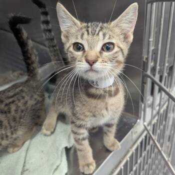The Cranberries -  Domestic Short Hair Cat for Adoption in Evansville, Indiana - The Cranberries | PetCurious