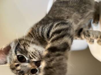 Rescue Domestic Short Hair Cats for Adoption in Fort Worth, Texas - Nutmeg | PetCurious