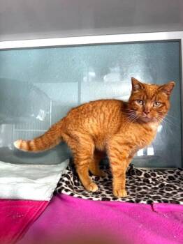 Domestic Short Hair Cats Available for Adoption - Zepplin | PetCurious