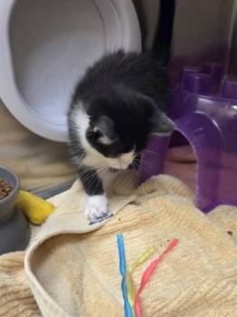 Fancy Feast -  Domestic Short Hair Cat Available for Adoption in Westland, Michigan - Fancy Feast | PetCurious