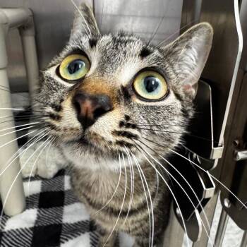 Taquito -  Domestic Short Hair Cat for Adoption in Asheville, North Carolina - Taquito | PetCurious
