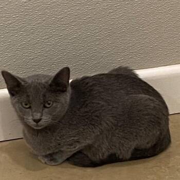 Rescue Domestic Short Hair Cats for Adoption in Henrietta, Texas - Husk | PetCurious