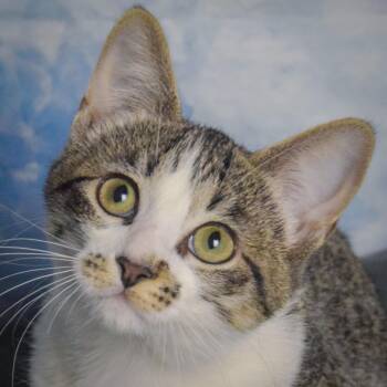 Brussel Sprout -  Tabby and Domestic Short Hair Cat for Adoption in Huntley, Illinois - Brussel Sprout | PetCurious