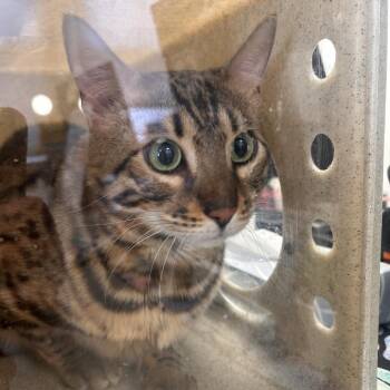 Bengal Cats Available for Adoption - Cleo | PetCurious