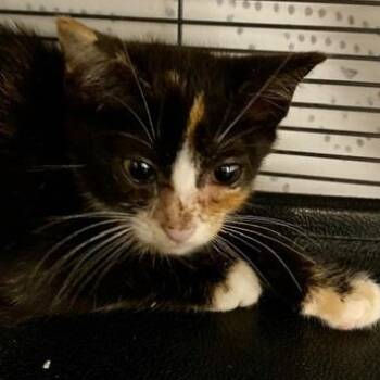 Rescue Domestic Short Hair Cats for Adoption in Ocean Isle Beach, North Carolina - Enya | PetCurious