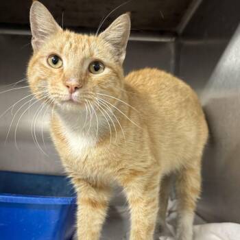 Penske -  Domestic Short Hair Cat for Adoption in Beaumont, Texas - Penske | PetCurious