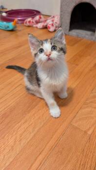 Biscuit -  Domestic Medium Hair Cat for Adoption in Wheaton, Illinois - Biscuit | PetCurious