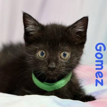 Gomez -  Domestic Short Hair Cat for Adoption in Reston, Virginia - Gomez | PetCurious