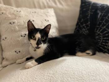 Rescue Domestic Short Hair Cats for Adoption in Oceanside, California - Melody | PetCurious