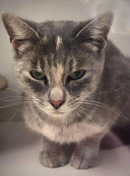 Norah -  Domestic Short Hair Cat for Adoption in Littlestown, Pennsylvania - Norah | PetCurious