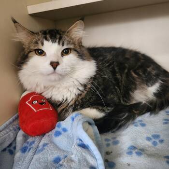 Domestic Long Hair Cats Available for Adoption - Oslo | PetCurious