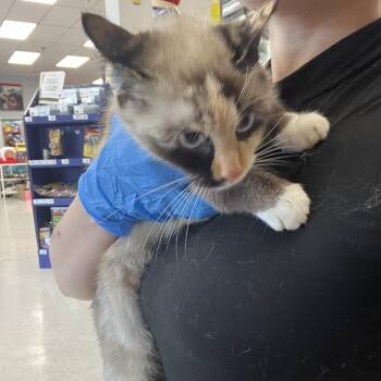 miso soup -  Domestic Short Hair Cat for Adoption in Philadelphia, Pennsylvania - Miso Soup | PetCurious