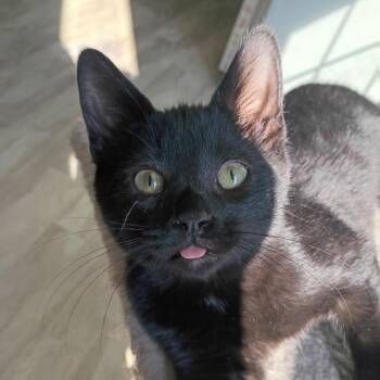 Domestic Short Hair Cats Available for Adoption - Destroyer | PetCurious