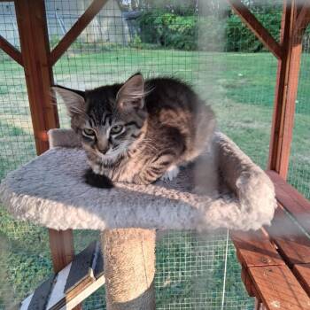 Harlow -  Domestic Medium Hair Cat for Adoption in Ferndale, Washington - Harlow | PetCurious