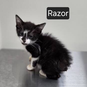 Razor -  Domestic Medium Hair Cat for Adoption in Snow Hill, North Carolina - Razor | PetCurious