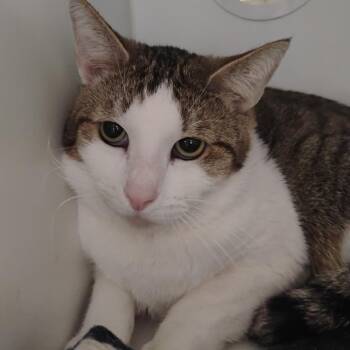 Dune -  Domestic Short Hair Cat for Adoption in San Gabriel, California - Dune | PetCurious