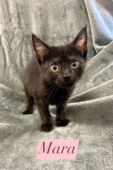 Rescue Domestic Short Hair Cats for Adoption in West Union, Ohio - Mara | PetCurious