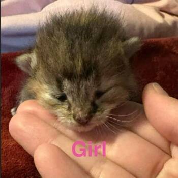 Breeze C26-157 -  Domestic Short Hair Cat for Adoption in Lebanon, Tennessee - Breeze C26-157 | PetCurious