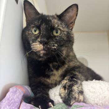 Lil Bit -  Domestic Short Hair Cat for Adoption in Reisterstown, Maryland - Lil Bit | PetCurious