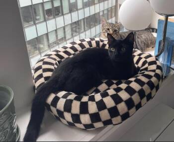 Tempo -  Bombay and Domestic Short Hair Cat for Adoption in New York, New York - Tempo | PetCurious