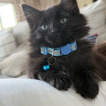 Louie -  Domestic Long Hair Cat for Adoption in Johnson City, Tennessee - Louie | PetCurious