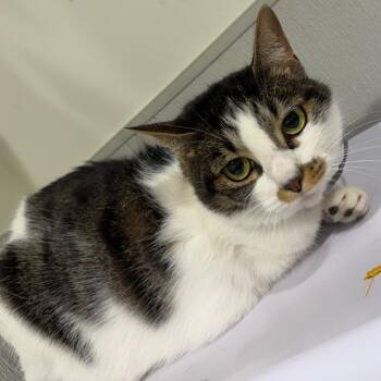 Dylan -  Domestic Short Hair Cat for Adoption in Tampa, Florida - Dylan | PetCurious