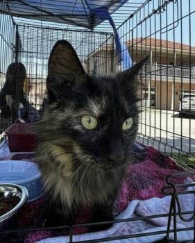Momma -  Domestic Long Hair Cat Available for Adoption in Elkins, West Virginia - Momma | PetCurious