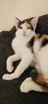 Tacoma -  Domestic Short Hair Cat for Adoption in Mission Viejo, California - Tacoma | PetCurious