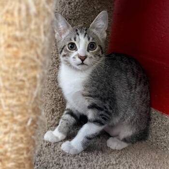 Junior Mints -  Domestic Short Hair Cat Available for Adoption in Sarasota, Florida - Junior Mints | PetCurious