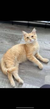 Rescue Domestic Medium Hair Cats for Adoption in Waveland, Indiana - George | PetCurious