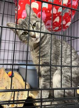 Rescue Tabby Cats for Adoption in Belton, Missouri - Pebbles | PetCurious