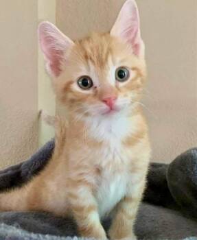 Popcorn -  Domestic Short Hair Cat for Adoption in Columbia, Illinois - Popcorn | PetCurious