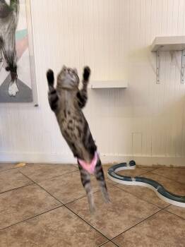 Domestic Short Hair Cats Available for Adoption - Biscuit | PetCurious