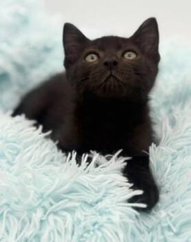 Lychee -  Domestic Short Hair Cat for Adoption in Covington, Louisiana - Lychee | PetCurious