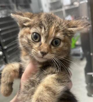 Martin -  Domestic Medium Hair Cat for Adoption in Henderson, North Carolina - Martin | PetCurious