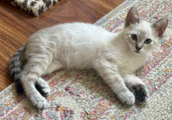 Pepe (Minnie) -  Siamese Cat for Adoption in Davis, California - Pepe (Minnie) | PetCurious