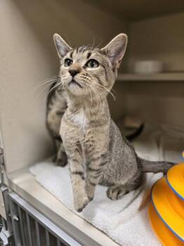 Pito -  Tabby Cat for Adoption in New Rochelle, New York - Pito | PetCurious