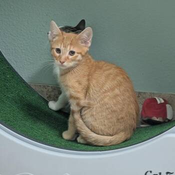 Torch -  Domestic Short Hair Cat for Adoption in Titusville, Florida - Torch | PetCurious